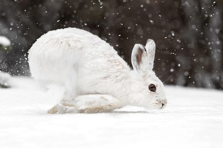 Thỏ Bắc Cực: Bí mật sinh tồn ở vùng lạnh giá nhất hành tinh