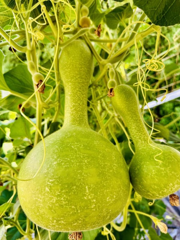 Cận cảnh nhà vườn 1.000m2 tại Mỹ của danh ca Hương Lan