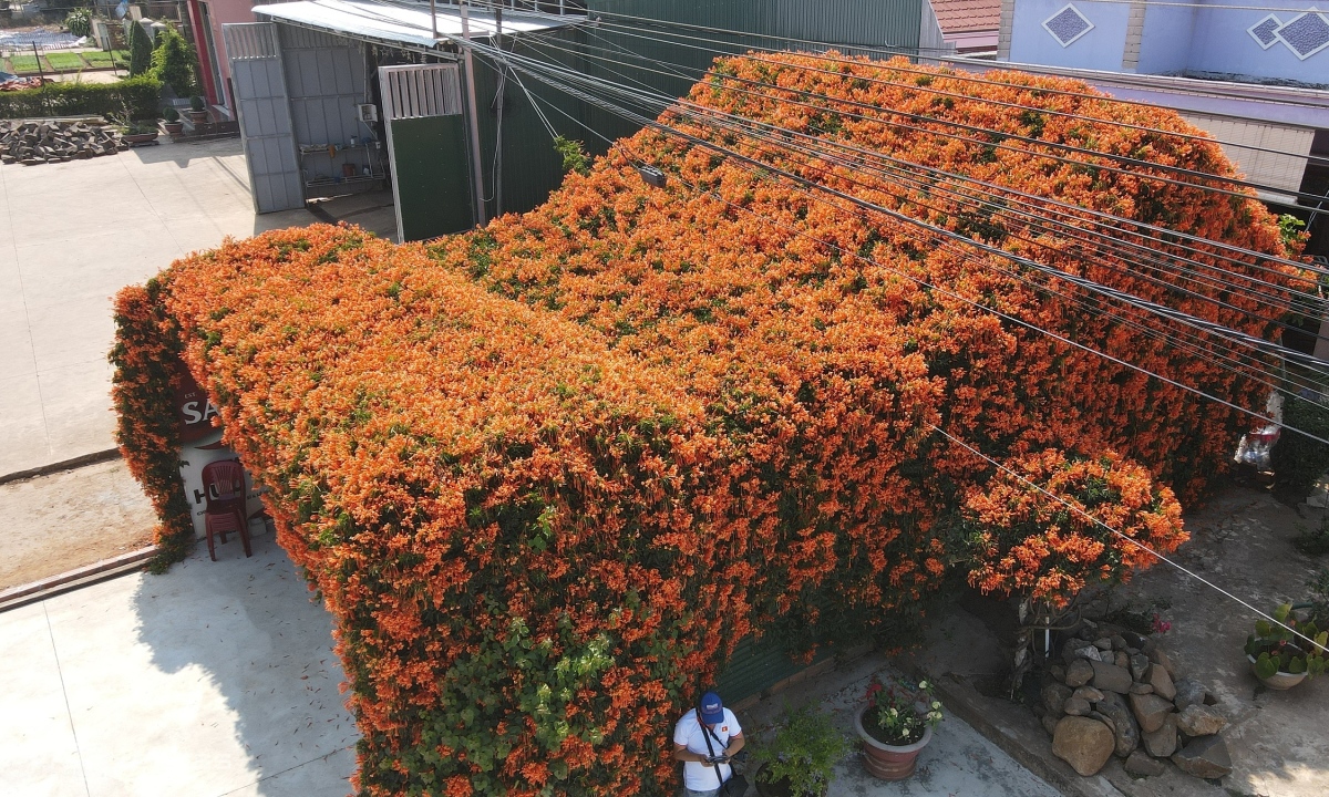 Căn nhà phủ kín hoa chùm ớt thành điểm check in Lâm Đồng