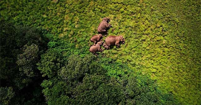 Cảnh kinh ngạc về động vật hoang dã chụp từ trên cao