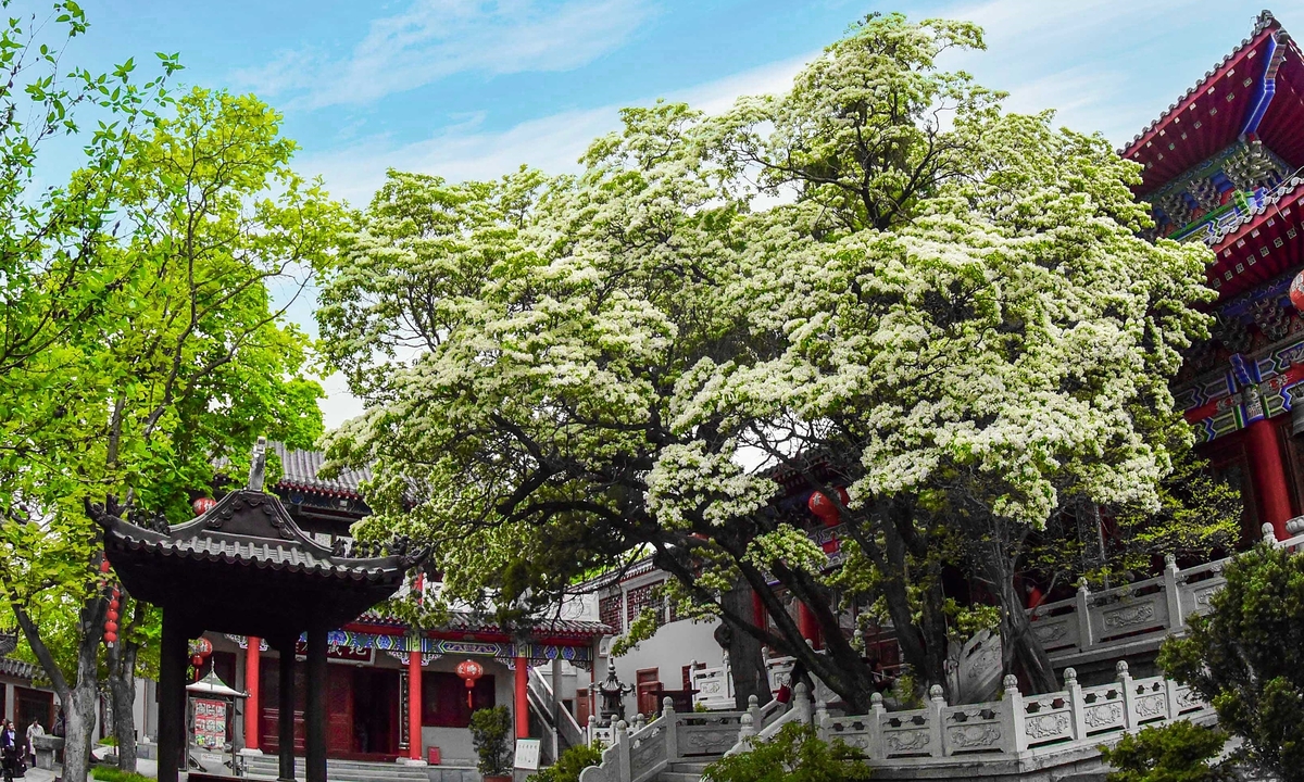 Cây cổ thụ 830 tuổi được mệnh danh 'đẹp nhất Trung Quốc'