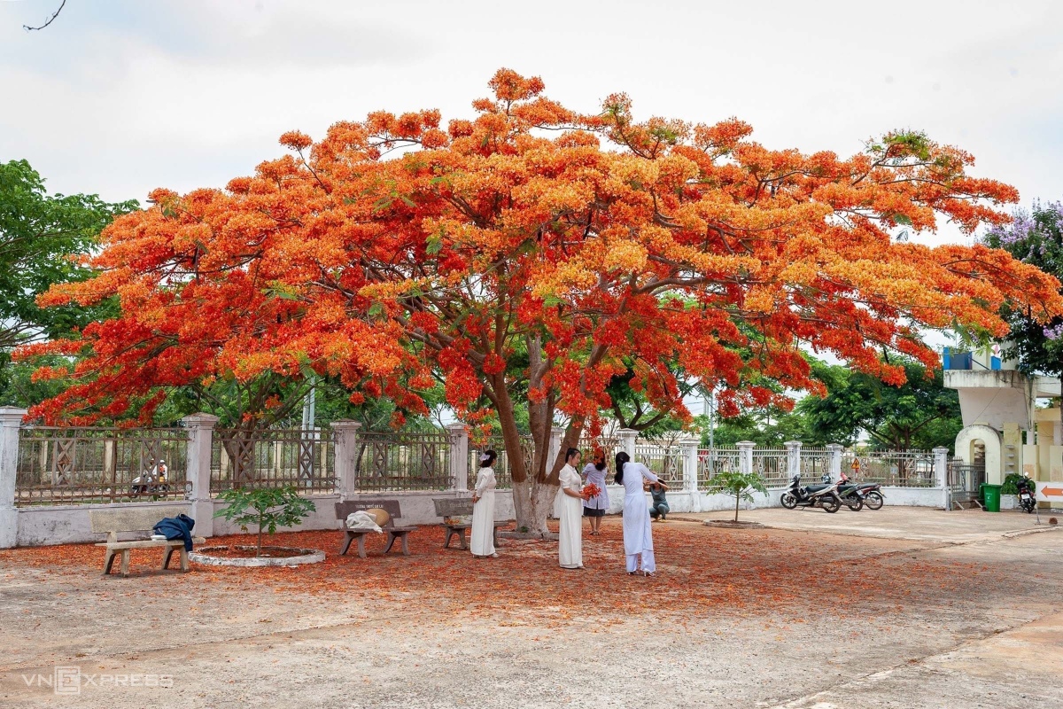 Cây phượng nở hoa dày đặc hút khách chụp ảnh