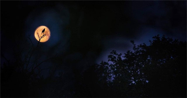 Chiêm ngưỡng ảnh tuyệt đẹp về chim đạt giải quốc tế 2023