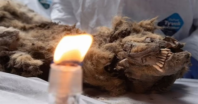 Chó sói đông cứng 44.000 năm còn nguyên hàm răng