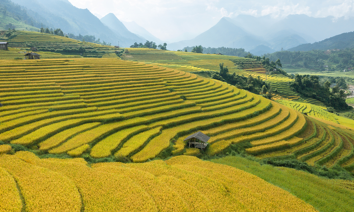 Có một mùa lúa chín sớm ở Nậm Cang