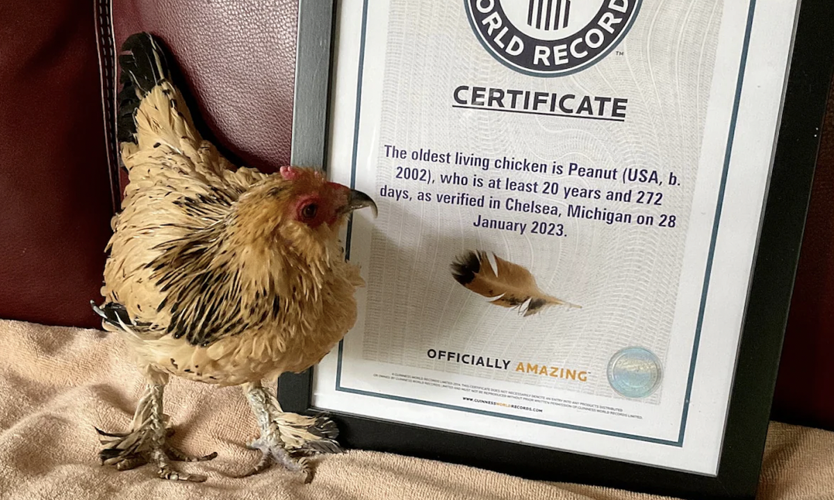Con gà nhiều tuổi nhất thế giới