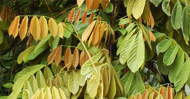 Công dụng đặc biệt của dây mật (Thuốc cá) loài cây kịch độc mọc khắp Việt Nam