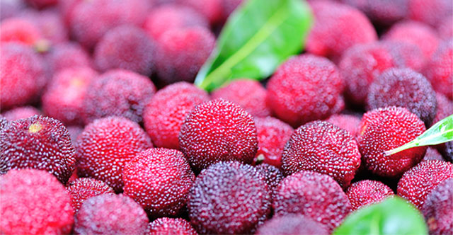 Công dụng tuyệt vời của quả thanh mai (dâu rừng)