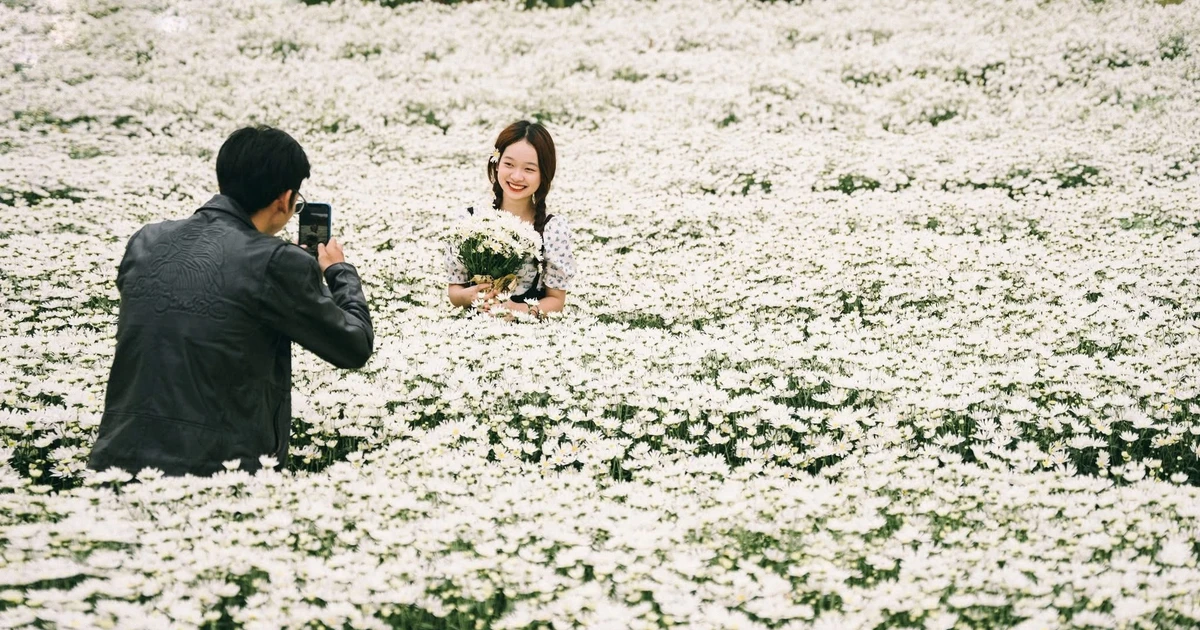 Cúc họa mi Hà Nội nở rộ, hút các nàng thơ check-in mùa đông