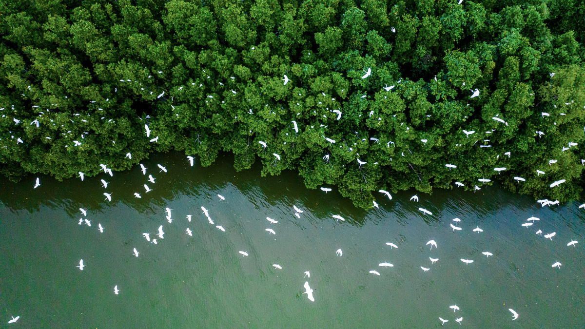 Cùng xem đàn chim về giữa đầm Thị Nại - Bình Định