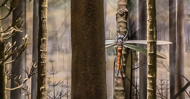 Đây là côn trùng lớn nhất từng tồn tại trên Trái đất