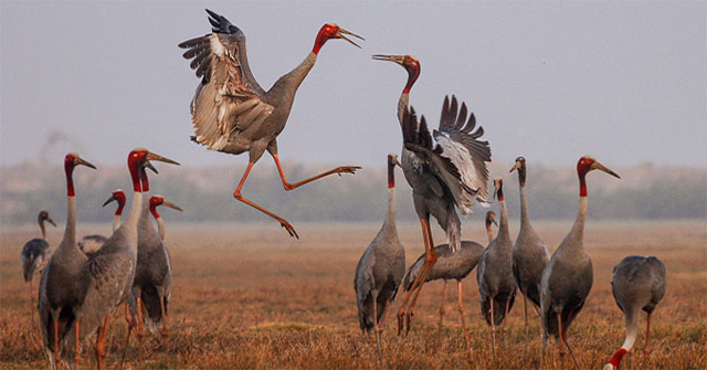 Đồng Tháp thông qua đề án bảo tồn đàn sếu hơn 185 tỷ đồng