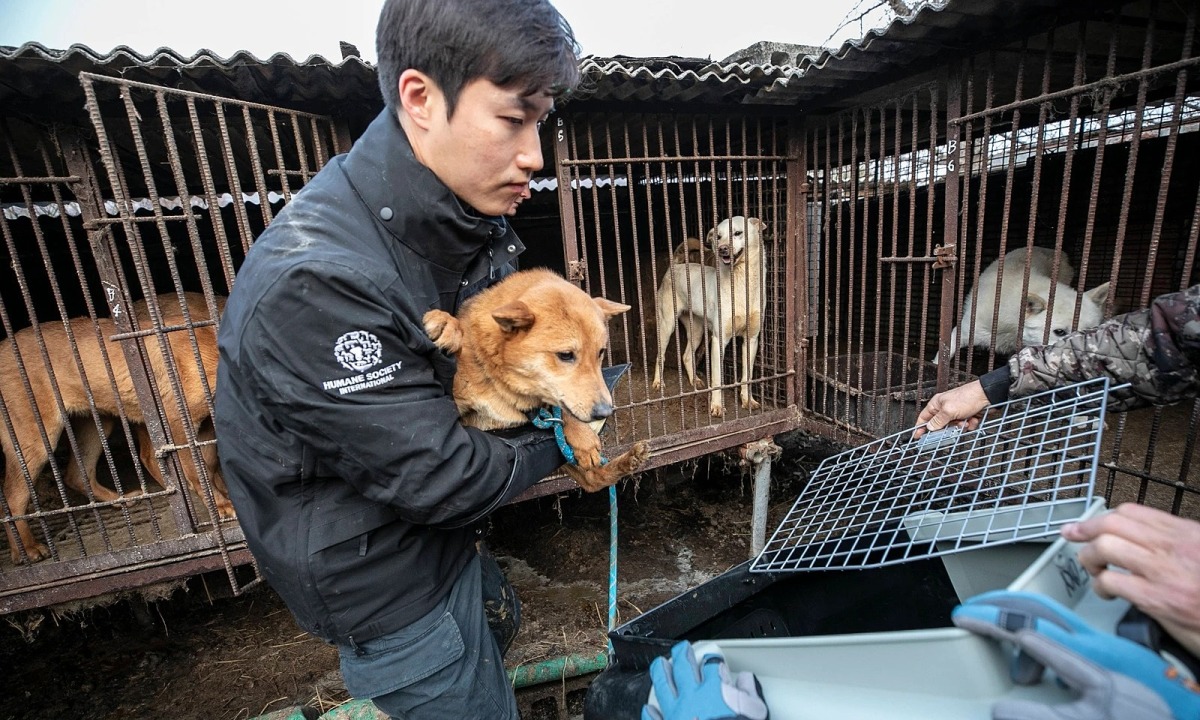 Hàn Quốc đang nỗ lực đóng cửa các trại nuôi chó thịt