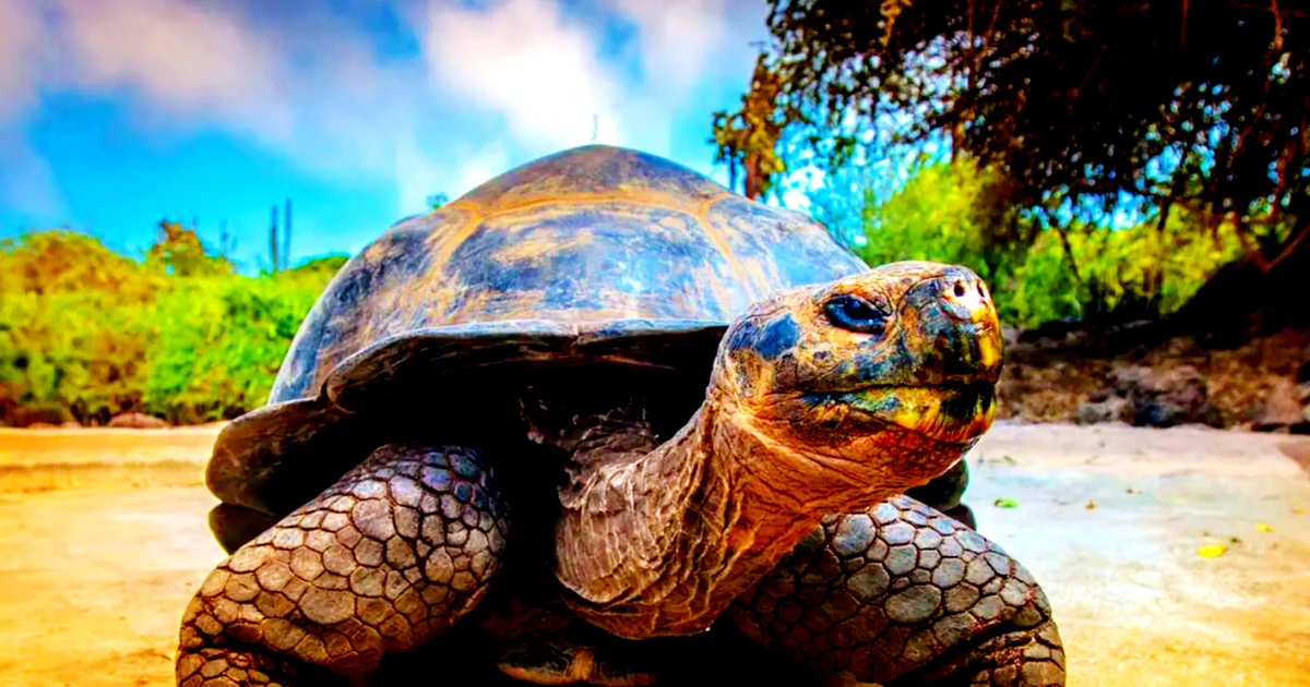 Hé lộ loài rùa nước ngọt to như xuồng độc mộc ở Amazon