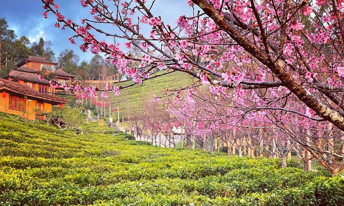 Ngấm hoa anh đào nở sớm ở Thái Lan