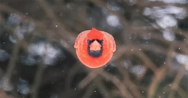 Khoảnh khắc hiếm gặp: Chú chim bay thẳng về phía máy ảnh tạo nên bức ảnh có 1-0-2 - KhoaHoc.tv