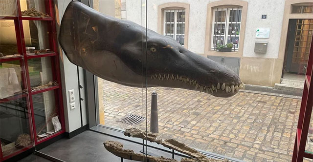 Lộ diện 'chúa tể đại dương' kỷ Jura có thân hình dài 6m