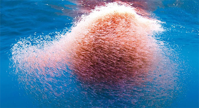 Loài tôm Nam Cực 1 năm bị ăn 300 tấn những vẫn không tuyệt chủng