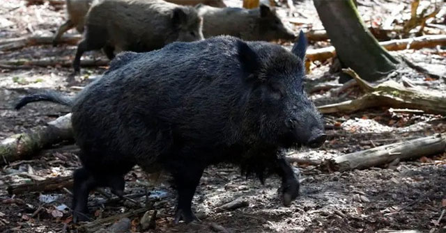 Lợn rừng tràn ngập ở Bavaria, Đức nhưng vì sao không ai dám ăn thịt chúng?