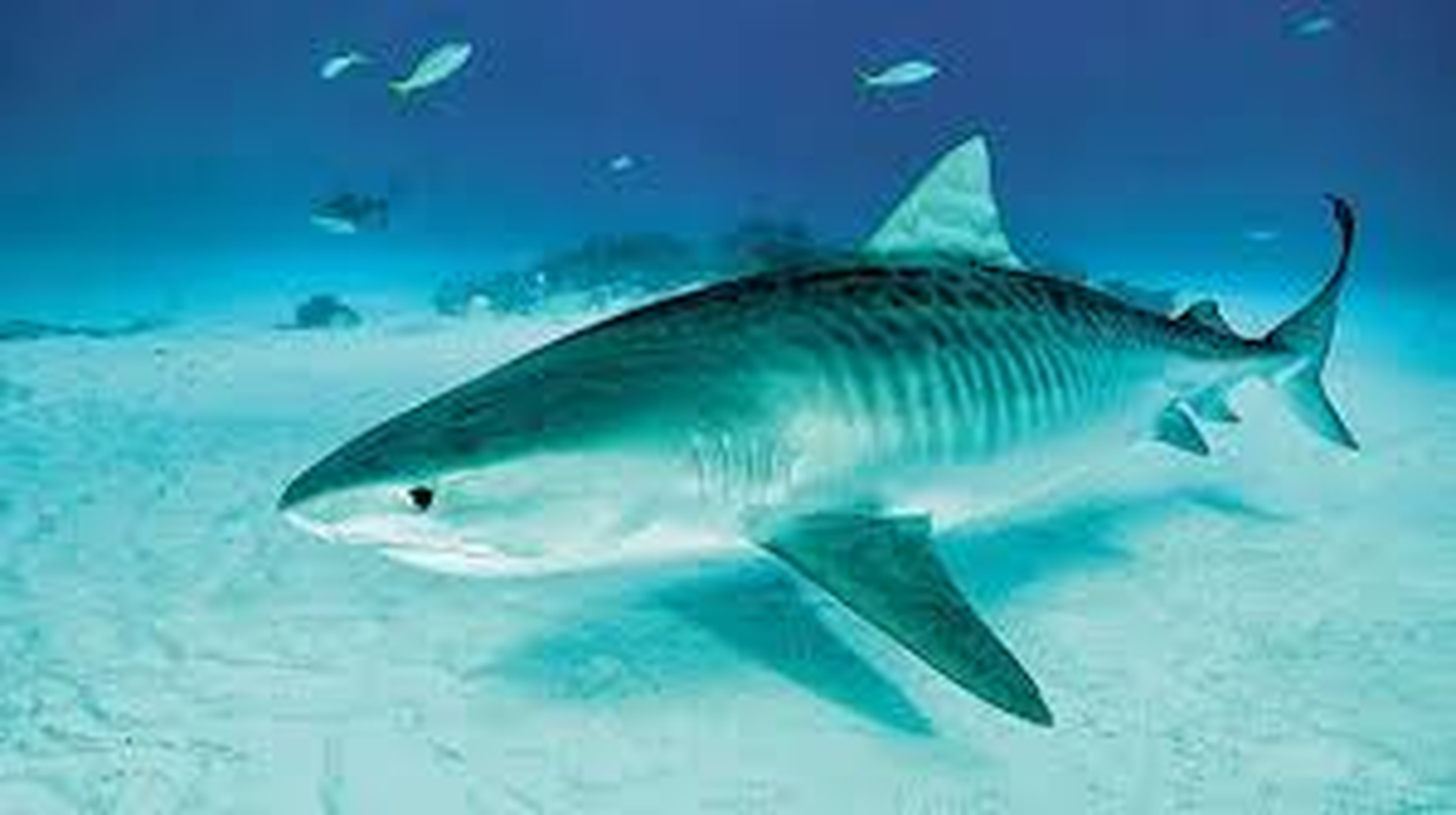 Mổ bụng thủy quái kinh hoàng phát hiện thứ màu đen