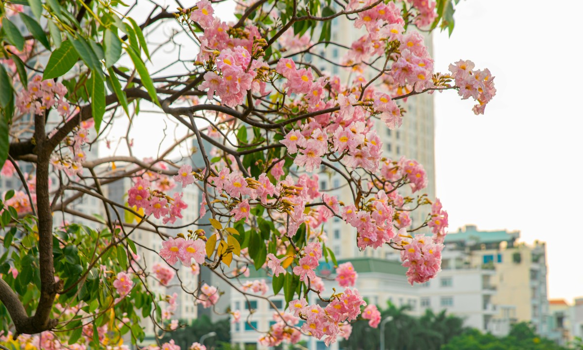 Mùa hoa kèn hồng nở sớm ở TP HCM