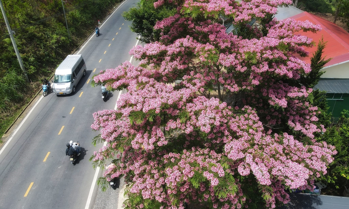 Muồng hoa đào khoe sắc hồng giữa hè Đà Lạt