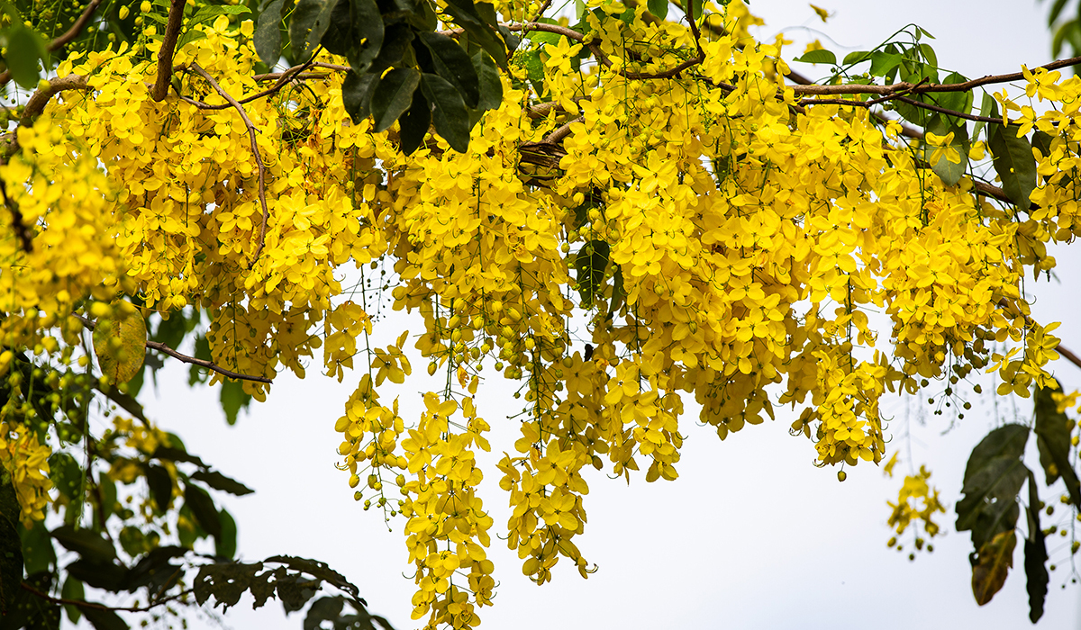 Muồng hoàng yến phủ sắc vàng khắp Hồ Tây