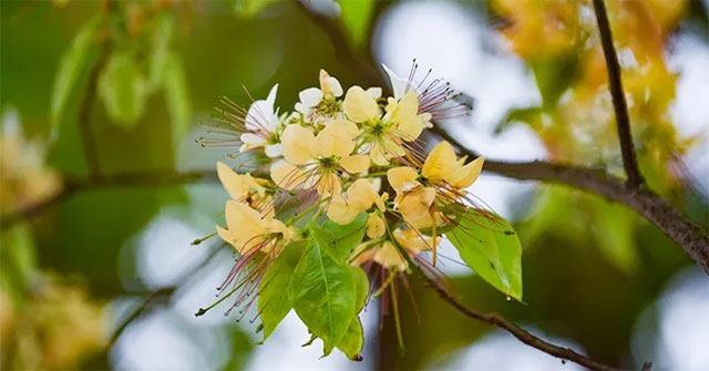 Ngắm hoa bún nở rộ với vẻ đẹp độc đáo giữa lòng Thủ đô