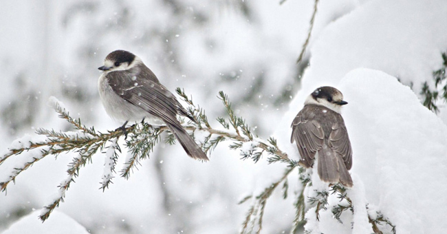 Ngắm những hình ảnh tuyết rơi mùa đông đẹp nhất trên khắp thế giới