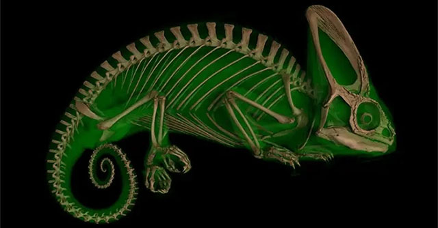 Những bức ảnh tuyệt đẹp của động vật thông qua tia X