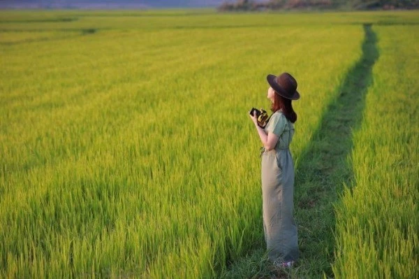 Săn lúa vàng Tây Nguyên: Khám phá vẻ đẹp mê hoặc