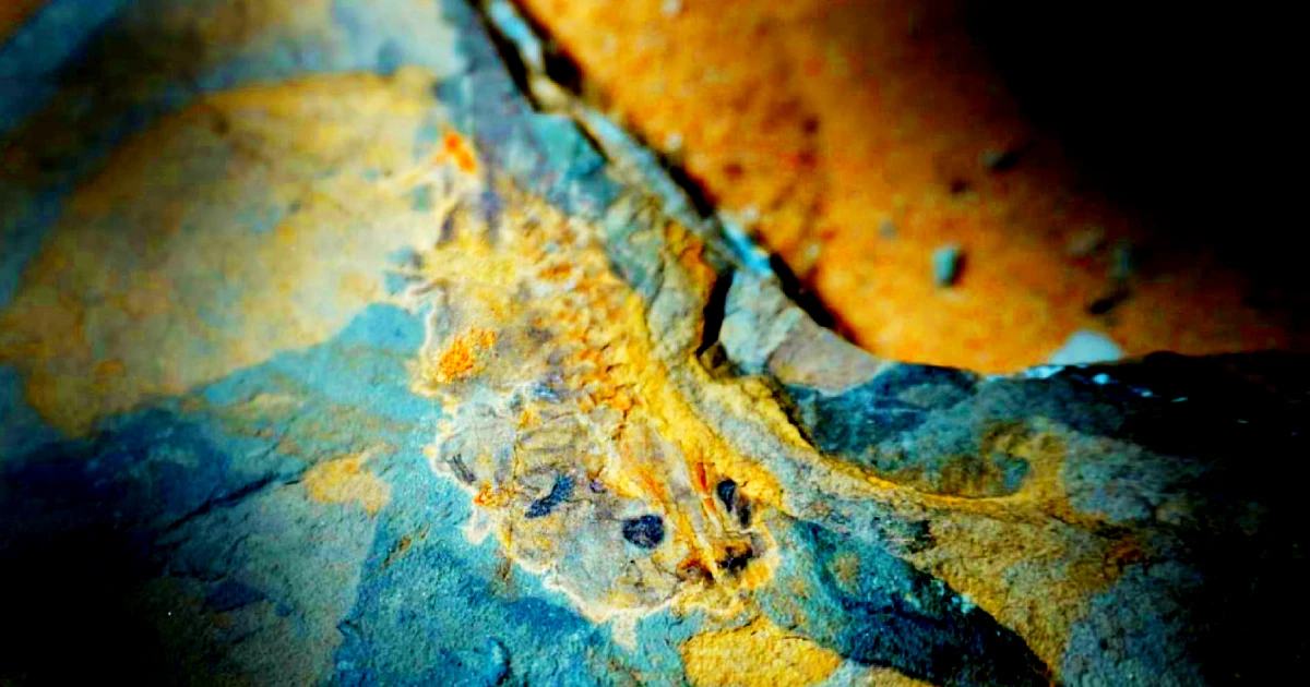 Phát hiện nòng nọc cổ nhất hành tinh, giới khoa học sốc nặng