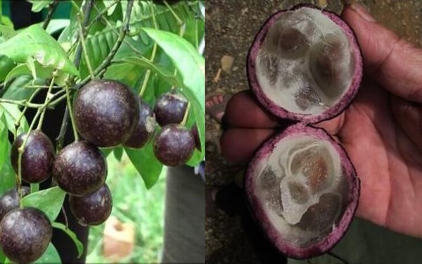 Quả hồng châu gây ngộ độc cho 11 trẻ ở Hà Giang