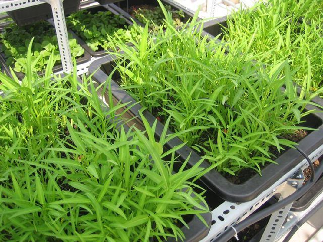 Rau muống ở Việt Nam giá rẻ như cho nhưng sang Mỹ giá gấp hàng chục lần