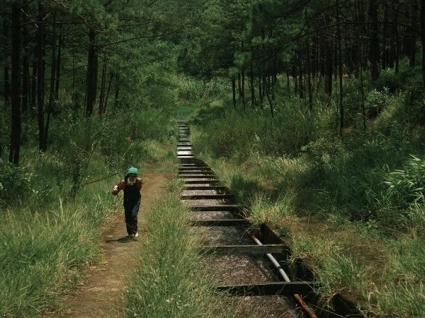 Khám phá rừng thông Hồ Tuyền Lâm: Yên bình giữa lòng Đà Lạt