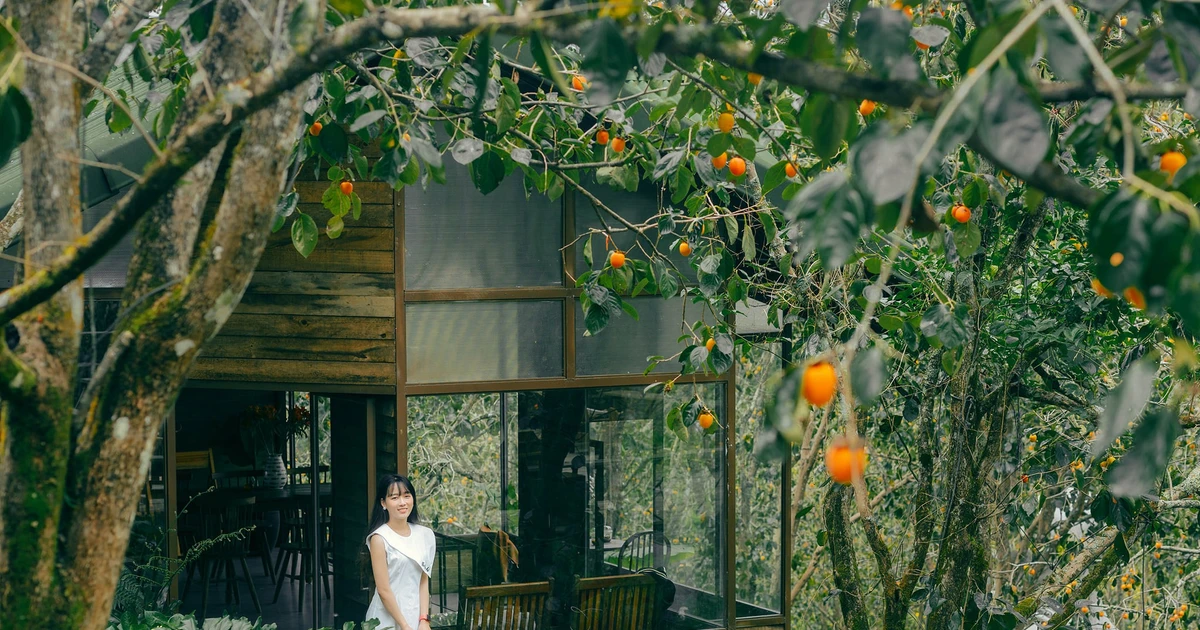 Kinh nghiệm săn mùa hồng chín tại Đà Lạt