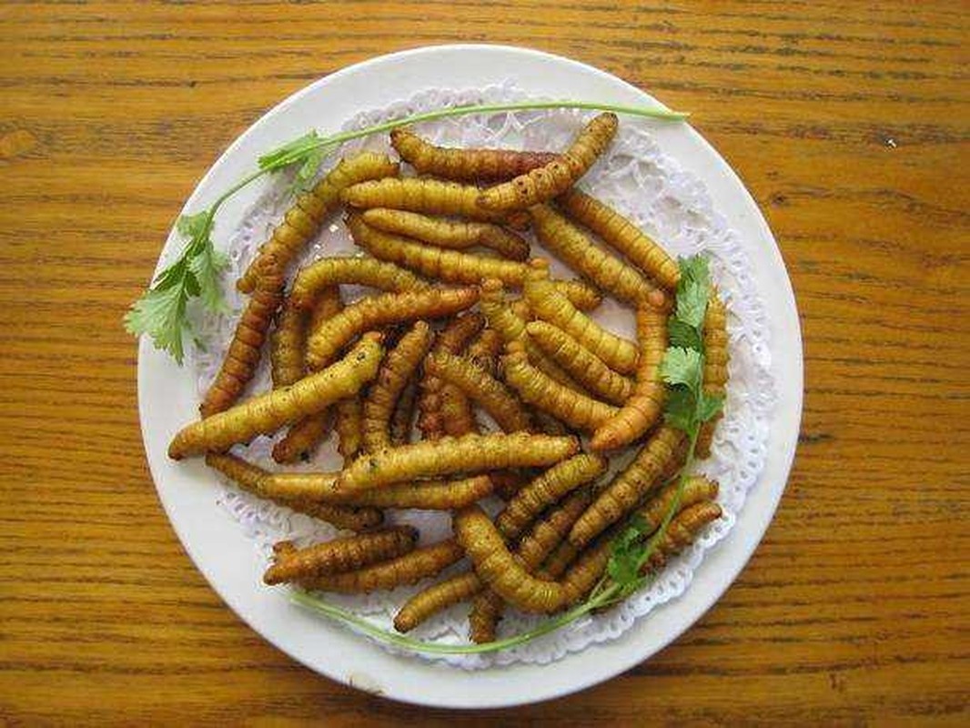 Sâu xanh béo núc nhiều người kinh hãi trở thành món đặc sản 