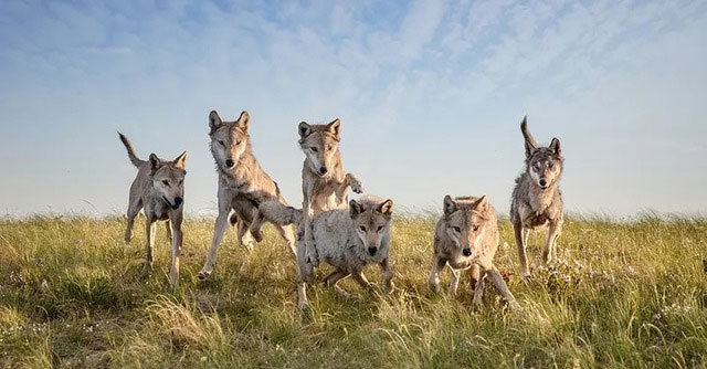 Sói xám có thể thống trị ở Bắc Mỹ nhưng tại sao lại bị hổ đánh gục ở Đông Bắc Á?