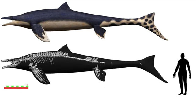 Sự thật sốc về hài cốt rồng xanh to như xe buýt ở Nhật Bản