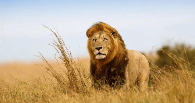 Sư tử đực sau khi thành vua sẽ ngừng săn mồi bạn có biết tại sao không?