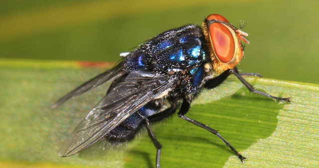 Tại sao Mỹ thả hàng triệu con ruồi vào Panama mỗi tuần?