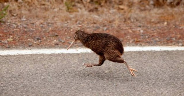 Tại sao chim kiwi tiến hóa không có cánh nhưng lại có khứu giác rất nhạy?