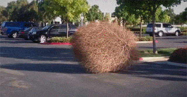 Tại sao cỏ lăn lại được coi là cơn ác mộng của người dân Mỹ?