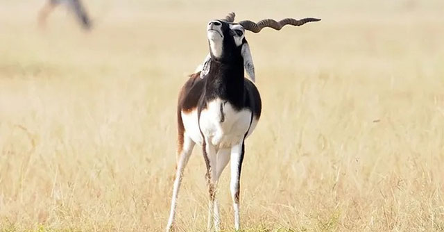 Tại sao linh dương lại được coi là vị vua của vườn thú?