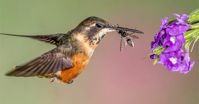 Tại sao loài chim không có răng?