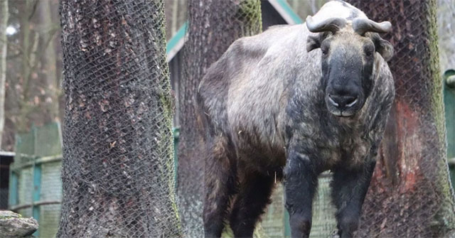 Tại sao phải dùng dây thép gai bao quanh thân cây trong chuồng nuôi linh ngưu?