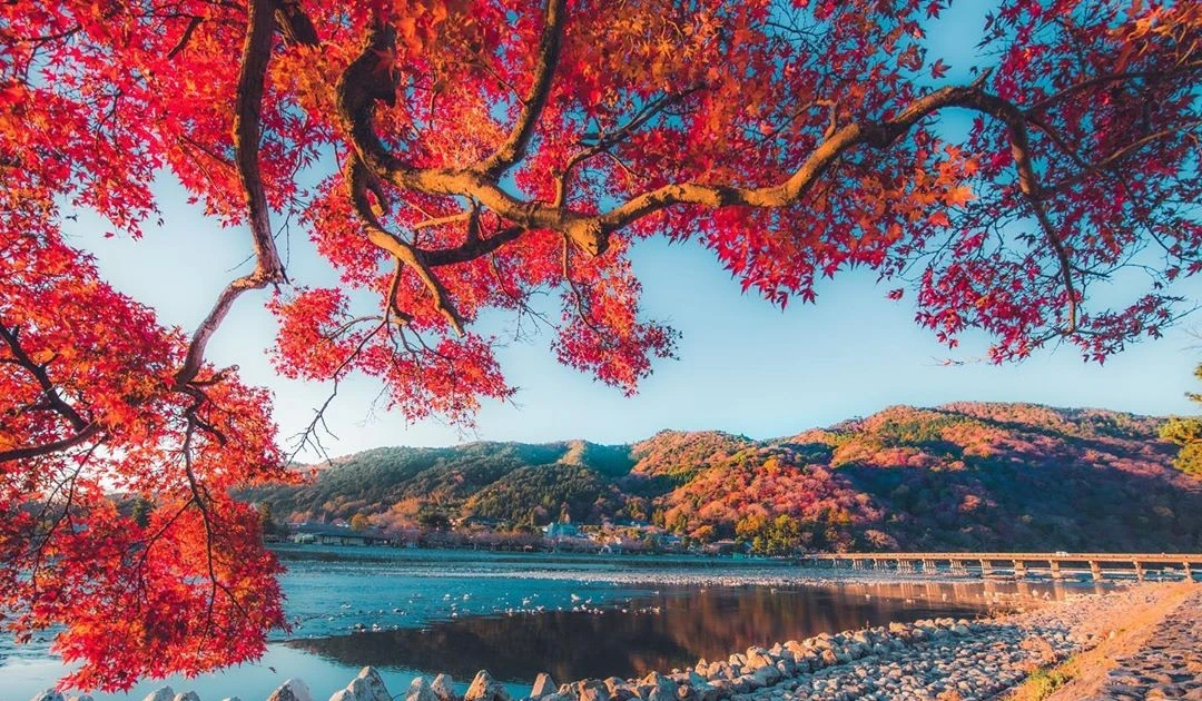 Lịch Mùa Lá Đỏ, Lá Vàng Nhật Bản 2025: Thời Điểm Khám Phá Tuyệt Vời Nhất