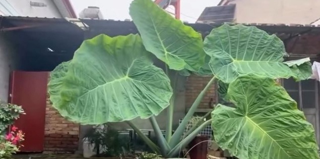 Thực hư dọc mùng khổng lồ sau 4 tuần trồng ở Việt Nam gây xôn xao