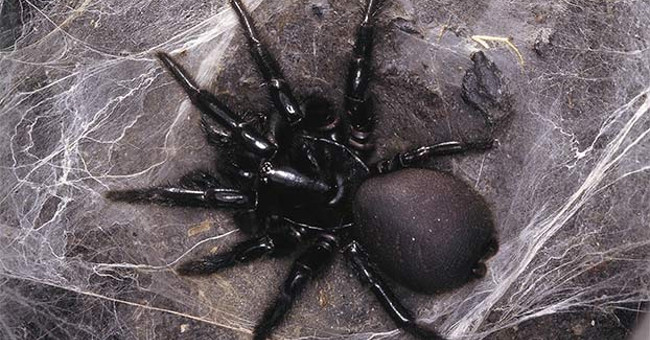 Tìm hiểu 12 loài nhện độc đáng sợ nhất với con người