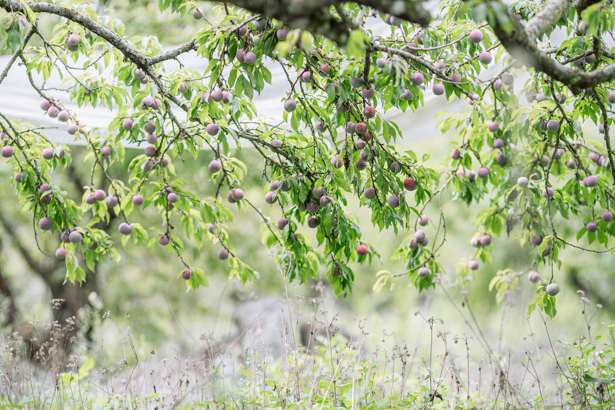 Trãi nghiệm hái mận trong vườn tại Mộc Châu
